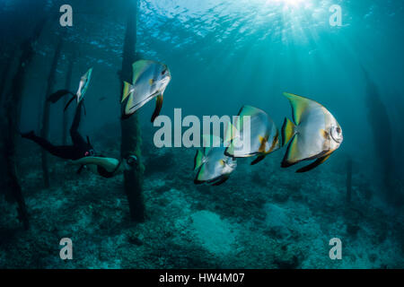 Apnoe subacqueo e Longfin, Batfish Platax teira Raja Ampat, Papua occidentale, in Indonesia Foto Stock