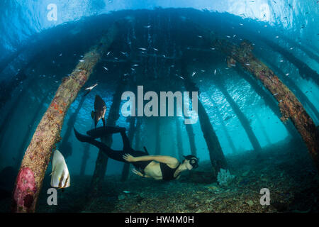 Apnoe subacqueo sotto Aborek Jetty, Raja Ampat, Papua occidentale, in Indonesia Foto Stock