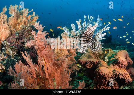 Leone in Coral Reef, pterois volitans Raja Ampat, Papua occidentale, in Indonesia Foto Stock