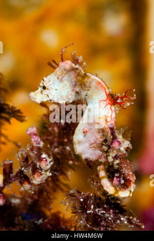 Colemans cavalluccio marino pigmeo Ippocampo, colemani Raja Ampat, Papua occidentale, in Indonesia Foto Stock