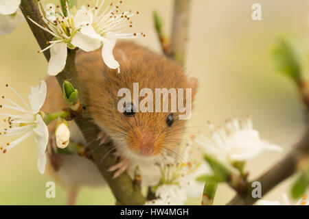 Harvest mouse su Cherry Blossom Foto Stock