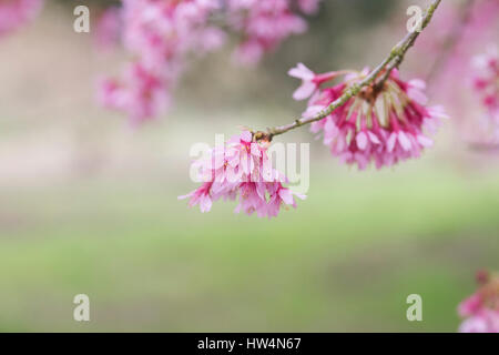 Prunus x incam okame. Okame fioritura ciliegio. Ciliegio ornamentale Foto Stock