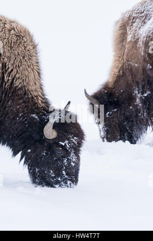 (Bison bison bison) comunemente chiamato Buffalo superstite del brutale inverno nel Parco Nazionale di Yellowstone, WY, STATI UNITI D'AMERICA. Foto Stock