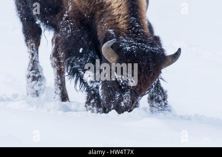 (Bison bison bison) comunemente chiamato Buffalo superstite del brutale inverno nel Parco Nazionale di Yellowstone, WY, STATI UNITI D'AMERICA. Foto Stock
