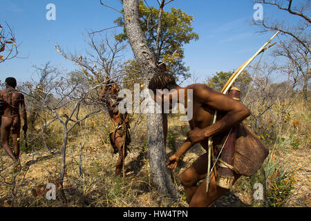 I Boscimani persone nel bush africano a Grashoek, Namibia settentrionale Foto Stock