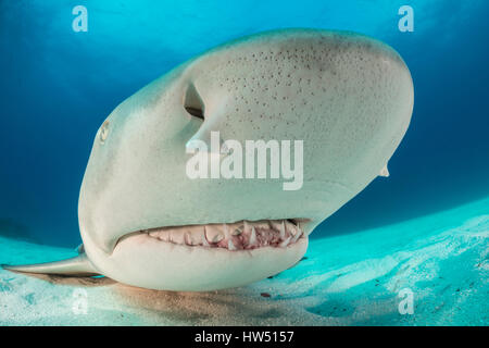 Lo squalo limone, Negaprion brevirostris, Tiger Beach, Bahamas Foto Stock