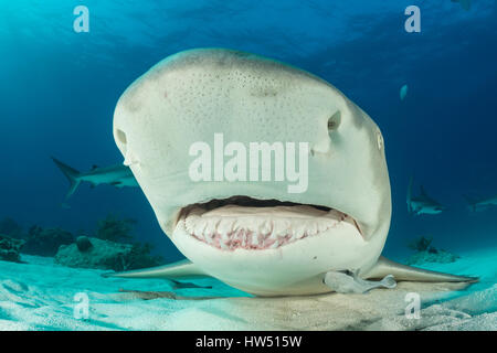 Lo squalo limone, Negaprion brevirostris, Tiger Beach, Bahamas Foto Stock