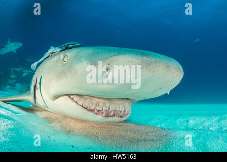 Lo squalo limone, Negaprion brevirostris, tiger beach, BAHAMAS Foto Stock