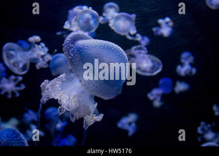 Molte meduse blu - spotted medusa su nero Foto Stock