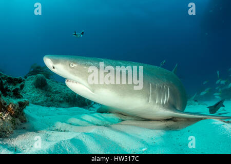 Lo squalo limone, Negaprion brevirostris, Tiger Beach, Bahamas Foto Stock