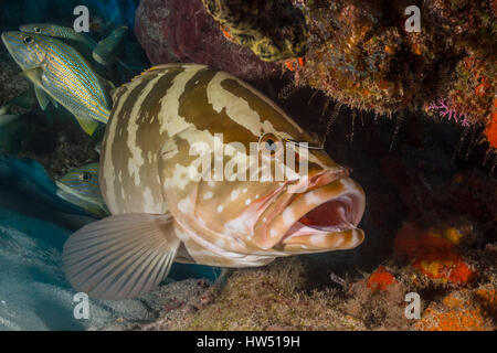 Nassau cernia epinephelus striatus, tiger beach, BAHAMAS Foto Stock