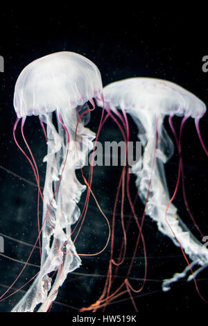 White meduse, striato rosso su sfondo nero Foto Stock