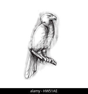 Lo stile di tatuaggio illustrazione di un australiano cuneo-tailed eagle o bunjil Aquila audax, talvolta noto come eaglehawk, il più grande rapace in Au Foto Stock