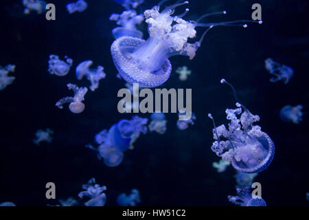 Molte meduse blu illuminata su sfondo nero Foto Stock