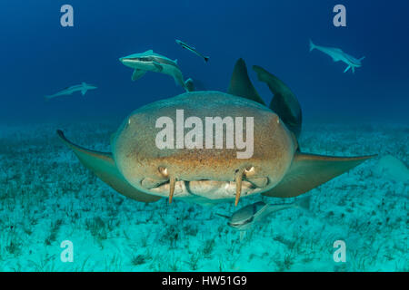 Squalo nutrice, Ginglymostoma cirratum, Tiger Beach, Bahamas Foto Stock