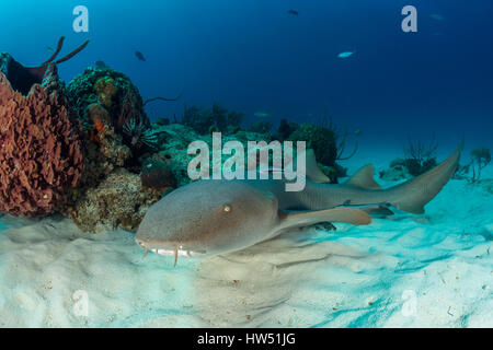 Squalo nutrice, Ginglymostoma cirratum, Tiger Beach, Bahamas Foto Stock