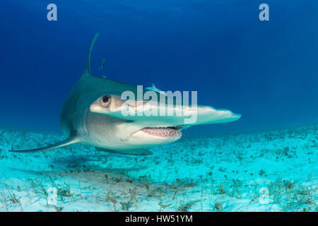 Grande Squalo Martello, Sphyrna mokarran, Bimini, Bahamas Foto Stock