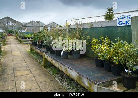 Centro giardino piante arbusti vendita Attività di svago di giardinaggio Display Business Foto Stock