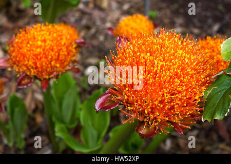 Scadoxus puniceus rosso sangue giglio. Pennello lilium Foto Stock