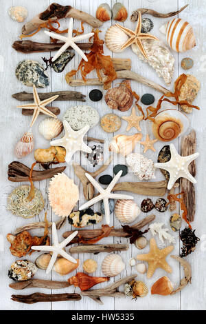 Seashell e driftwood abstract collage con alghe marine e rocce sul legno invecchiato sfondo. Foto Stock