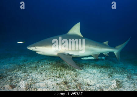 Squalo toro, carcharhinus leucas, BIMINI, BAHAMAS Foto Stock