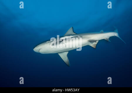 Squalo toro, Carcharhinus leucas, Bimini, Bahamas Foto Stock