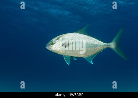 Jack Almaco, Seriola rivoliana, Bimini, Bahamas Foto Stock