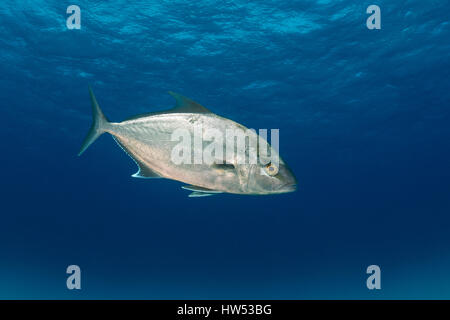 Jack Almaco, Seriola rivoliana, Bimini, Bahamas Foto Stock