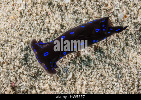 Blue Headshield Slug, Chelidonura livida, Marsa Alam, Mar Rosso, Egitto Foto Stock