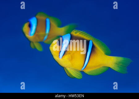 Mar Rosso, anemonefish Amphiprion bicinctus, Marsa Alam, Mar Rosso, Egitto Foto Stock