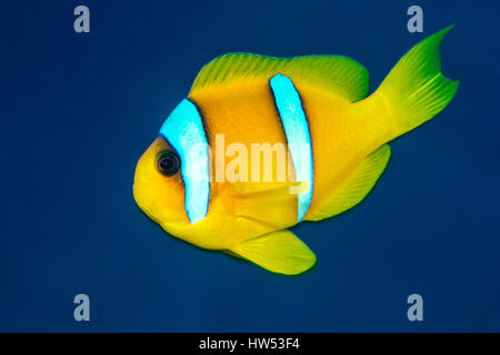 Mar Rosso, anemonefish Amphiprion bicinctus, Marsa Alam, Mar Rosso, Egitto Foto Stock