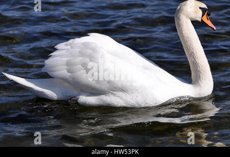 Il cigno galleggia su un serbatoio. Foto Stock