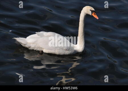 Il cigno galleggia su un serbatoio. Foto Stock