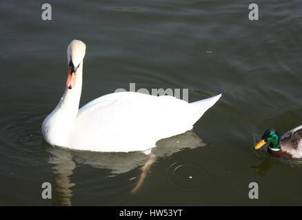 Il cigno galleggia su un serbatoio. Foto Stock