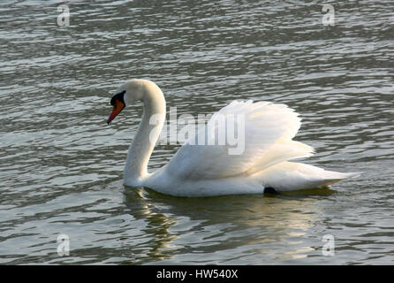 Il cigno galleggia su un serbatoio. Foto Stock