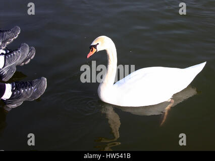 Il cigno galleggia su un serbatoio. Foto Stock