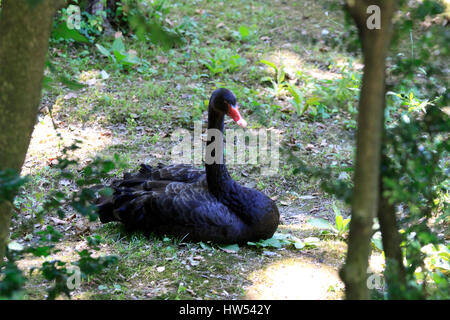 Il cigno galleggia su un serbatoio. Foto Stock