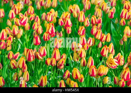 Campo dei Fiori di strisce di tulipani a Keukenhof Foto Stock