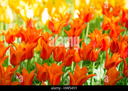Radura di rosso, rosa e bianco tulipani freschi Foto Stock