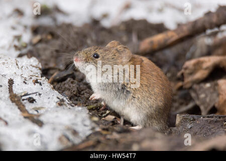 La foto mostra un mouse nella neve Foto Stock