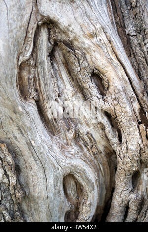 Corteccia di un vecchio albero di olivo, vista ravvicinata Foto Stock