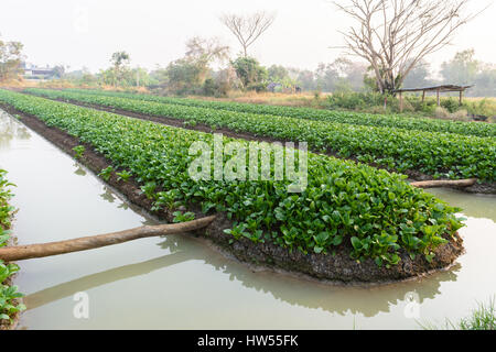 Cavolo cinese (bog choy) vegetali campo di fattoria di mattina Foto Stock