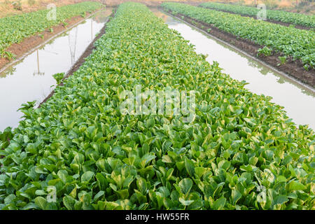 Cavolo cinese (bog choy) vegetali campo di fattoria di mattina Foto Stock