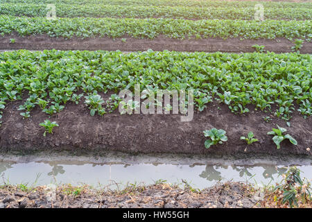 Cavolo cinese (bog choy) vegetali campo di fattoria di mattina Foto Stock