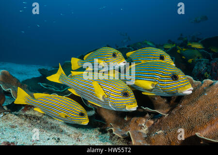 Secca di giallo-nastro, Sweetlips Plectorhinchus polytaenia Raja Ampat, Papua occidentale, in Indonesia Foto Stock