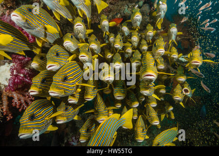 Secca di giallo-nastro, Sweetlips Plectorhinchus polytaenia Raja Ampat, Papua occidentale, in Indonesia Foto Stock