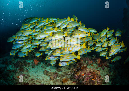 Secca di giallo-nastro, Sweetlips Plectorhinchus polytaenia Raja Ampat, Papua occidentale, in Indonesia Foto Stock