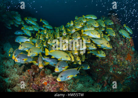 Secca di giallo-nastro, Sweetlips Plectorhinchus polytaenia Raja Ampat, Papua occidentale, in Indonesia Foto Stock