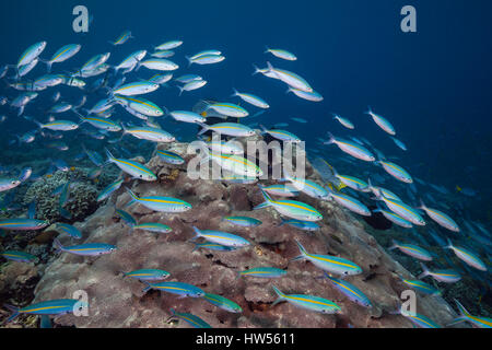 Mosaico Fusiliers sulla barriera corallina, Pterocaesio tesselata Raja Ampat, Papua occidentale, in Indonesia Foto Stock