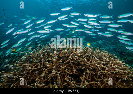 Mosaico Fusiliers sulla barriera corallina, Pterocaesio tesselata Raja Ampat, Papua occidentale, in Indonesia Foto Stock